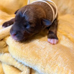 Odie - Black and silver male Miniature Schnauzer puppy in Bellingham, Washington from Tikilove Farm