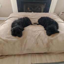 Labradoodle Puppies from Blackberry Hill Doodles