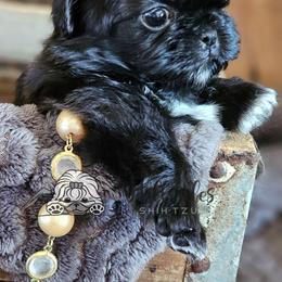 Bravo - Black and white male Shih Tzu puppy in Sanger, California from Hillsides Shih-Tzu