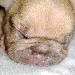 Boxers and Bulldogs from Pattys Boxers and Bulldogs