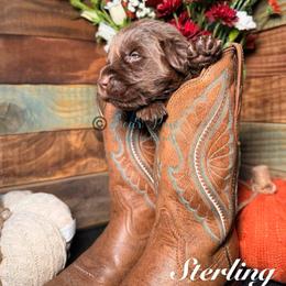 Sterling - Brown male Newfoundland puppy in Tully, New York from Bear Paw Newfoundlands