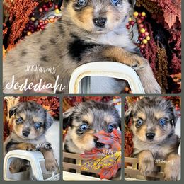2 - Jedediah - Blue merle male Miniature American Shepherd puppy in Huntington, Texas from JKKJ Farms