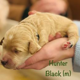 Hunter - Cream male Goldendoodle puppy in Buford, Georgia from Guppy Puppies