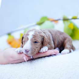Lilo - Red  female Goldendoodle puppy in Washington from Doodle Love