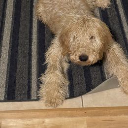 Boston Terrier, Goldendoodle, and Golden Retriever Puppies from Goldenhubb