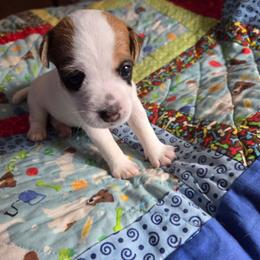 Female 3 - Tan and white female Jack Russell Terrier puppy in Ellendale, Delaware from Reynard Farm