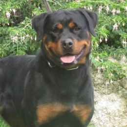 Abbie - Rottweiler