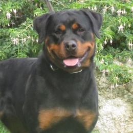 Abbie - Rottweiler