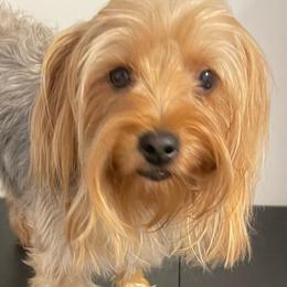 Jazzi - Yorkshire Terrier