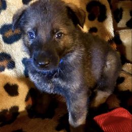 German Shepherds from Vom Barteks Haus