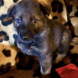 German Shepherds from Vom Barteks Haus
