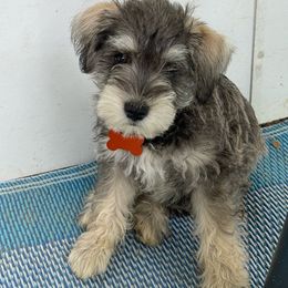 Boy 2-Blaze - Salt and pepper Miniature Schnauzer puppy in New Bern, North Carolina from DJS Delightful Miniature Schnauzers