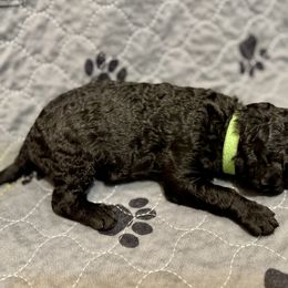 Boy 3 - Poodle puppy in Appleton, Wisconsin from Aspenwood Standard Poodles