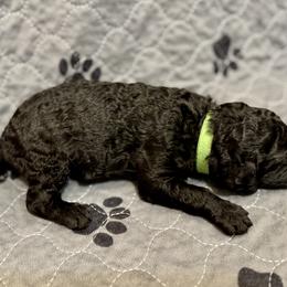 Boy 3 - Poodle puppy in Appleton, Wisconsin from Aspenwood Standard Poodles