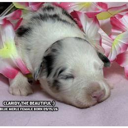Claridy - Blue merle female Australian Shepherd puppy in Bethany, Connecticut from Wynter Thyme Manor Australian shepherds