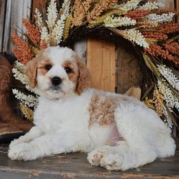 Male 1-Green Collar - Parti male Goldendoodle puppy in Macedon, New York from Toodles Goldendoodles
