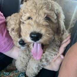 Goldendoodle Puppies from Columbia River Doodles