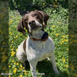 German Shorthaired Pointers and Pembroke Welsh Corgis from Rita's German Shorthaired Pointers & Pembroke Welsh Corgis