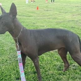 Xoloitzcuintli puppies from Elegancia Vintage Xoloitzcuintle