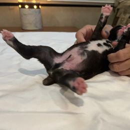 "Reverse Brindle Male pic 1 of 2 (full monty:0" Boxer Puppies from Justified Boxers