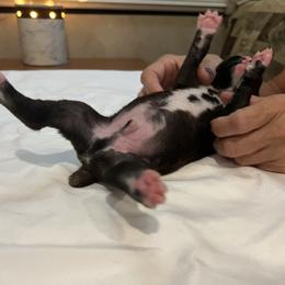 "Reverse Brindle Male pic 1 of 2 (full monty:0" Boxer Puppies from Justified Boxers