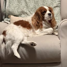 Cavalier King Charles Spaniel Puppies from Countryside Royalty Cavaliers