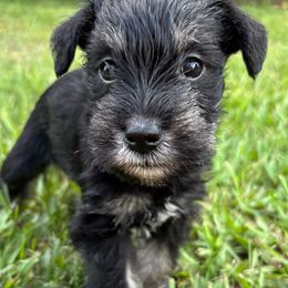 Purple - Salt and pepper female Miniature Schnauzer puppy in Summerfield, Florida from M & M Schnauzers
