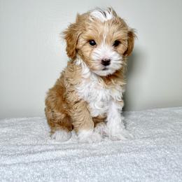 Aussiedoodle and Goldendoodle Puppies from Dandy Doodle Ranch