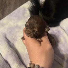 Millie - Chocolate and tan female Chihuahua puppy in Breese, Illinois from Casey's Chihuahuas