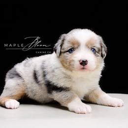 Girl 1 - Blue merle female Miniature Australian Shepherd puppy in Glen Rose, Texas from Maple Bloom Canine Co.