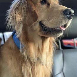 Golden Retriever All Grown Up from Graham Goldens