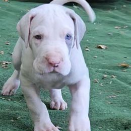 Tobias - Silver male Great Dane puppy in Towaco, New Jersey from MommaDukes Danes