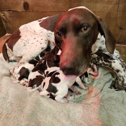 C4 Gun Dogs - Liver roan male German Shorthaired Pointer puppy in Henderson, Texas from C4 Gun Dogs