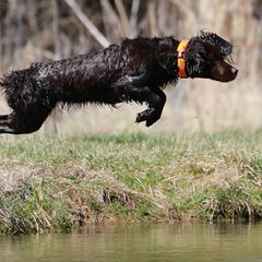 Boykin Spaniels from Brambleberry Boykin Spaniels