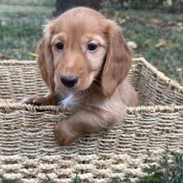 Dark cream -solid - Red male Dachshund puppy in Nashville, Arkansas from Whisenhunt Farms