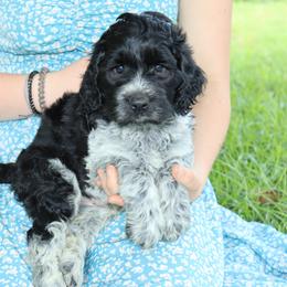 Bernedoodle, Poodle, and Springerdoodle Puppies from Trahan Farms