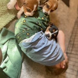 Beagle Puppies from Bluebonnet Kennels