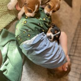 Beagle Puppies from Bluebonnet Kennels