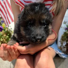 Abe- Red collar - Black and red male German Shepherd puppy in Ronan, Montana from Semper Fi K9 Montana