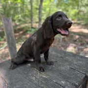 Blue Collar - Liver male Boykin Spaniel puppy in Carlton, Georgia from Weavers Kennels