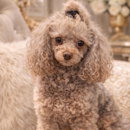 Effie - Poodle
