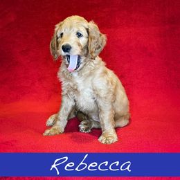 Rebecca - Goldendoodle puppy in Boise, Idaho from Doodle Waggle