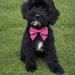 Joy - Black and chalk female Australian Labradoodle puppy in Matthews, North Carolina from Weddington Labradoodles