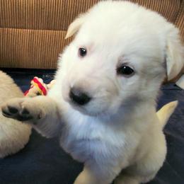 Teal - White male German Shepherd puppy in Pahrump, Nevada from Rayler Kennels