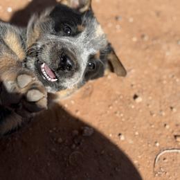 Australian Cattle Dog Puppies from West Valley Heelers