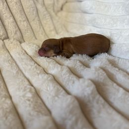 Gabriela - Cream Dachshund puppy in Fort Worth, Texas from The Holloway Dachshunds