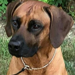 Rhodesian Ridgebacks from Imarika Rhodesian Ridgebacks