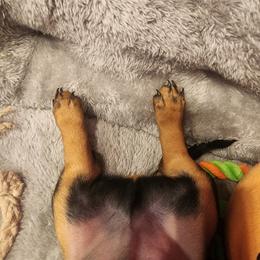 Dachshund Puppies from Butterbean Dachshunds