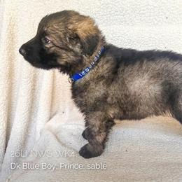 Prince (Dark Blue) - Gray sable male Shiloh Shepherd puppy in Vancouver, Washington from North By Northwest Shilohs “NBN”