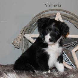 Australian Shepherd Puppies from Frantzick Farm Aussies